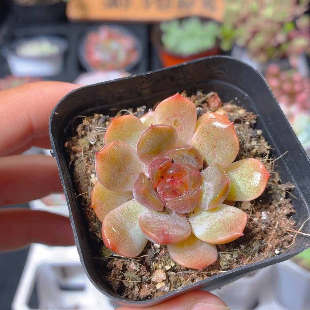红色恋人多肉9.9包邮发货