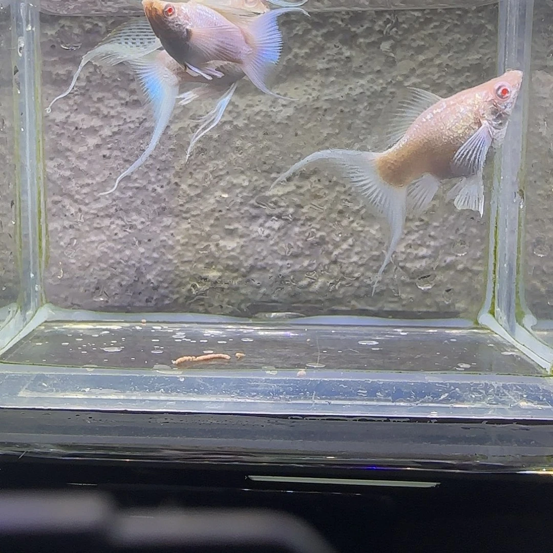 孔雀鱼瓷白红眼。82号
