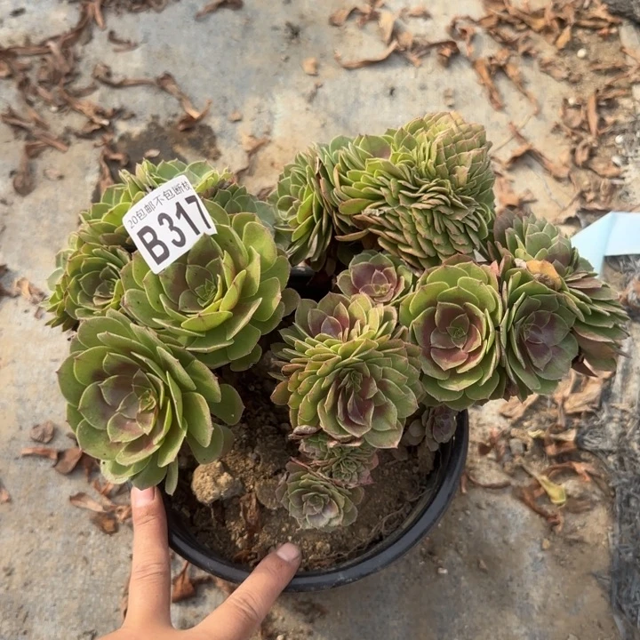 万缀……多肉植物……