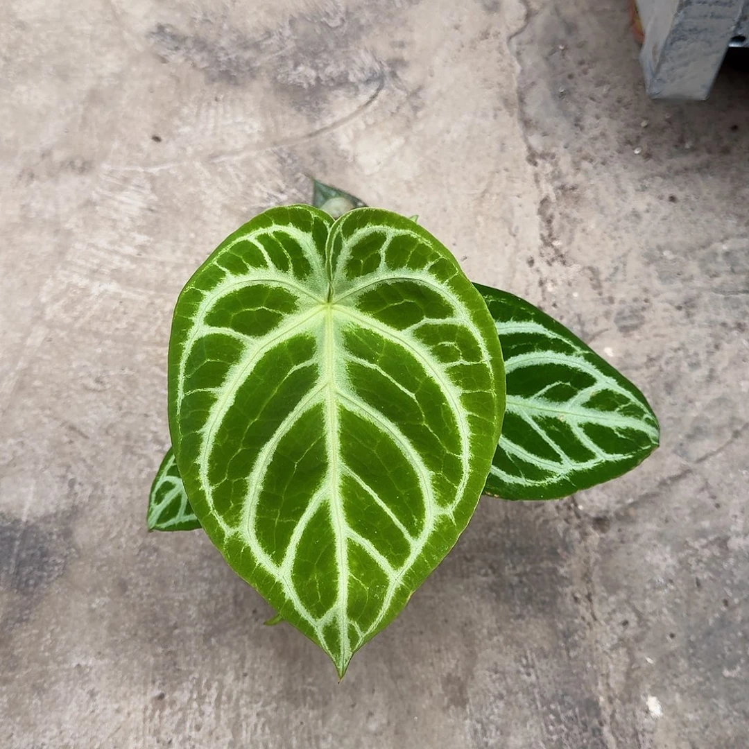 小***小完全开放一物一拍p20