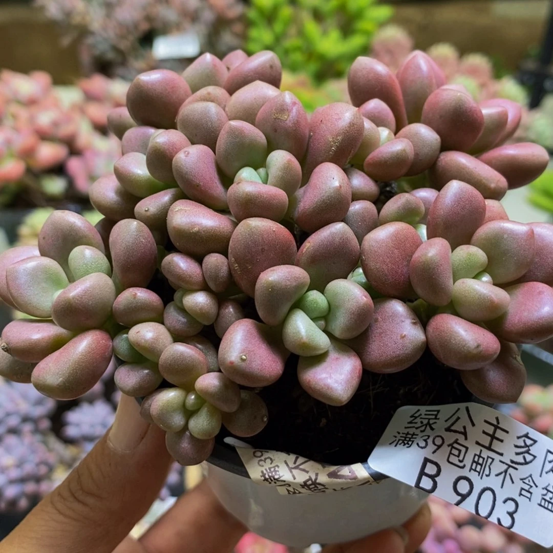 903先锋派9cm多肉