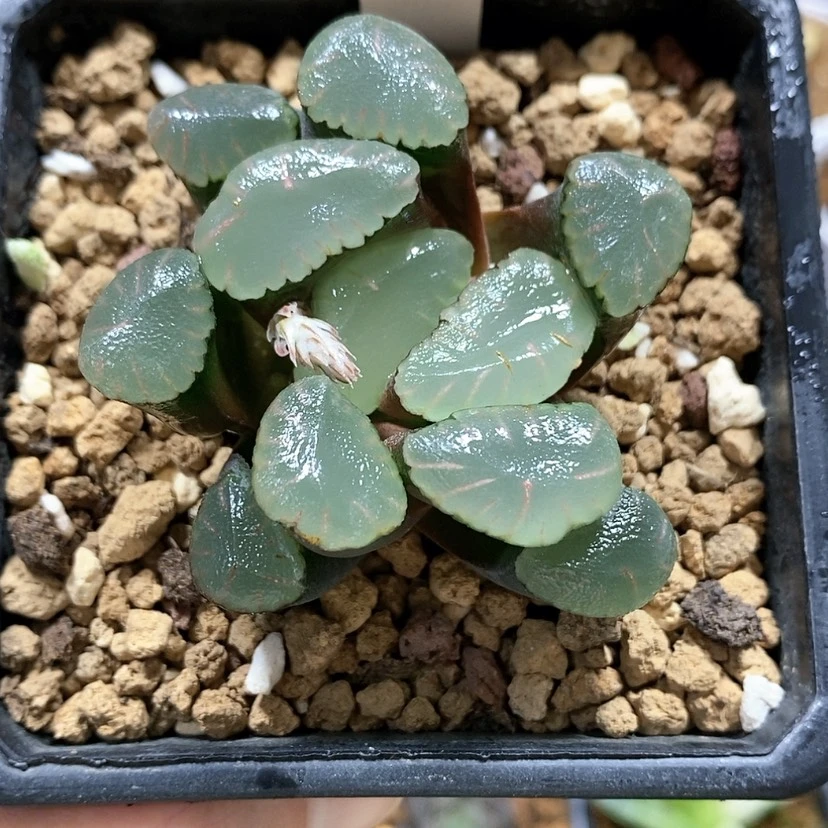 【闪购商品】167红月亮