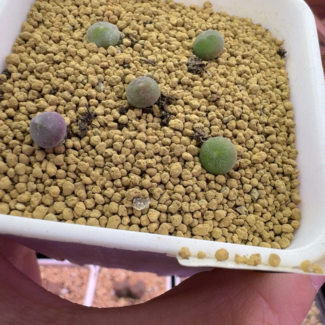 207号大眼空蝉苗福利特