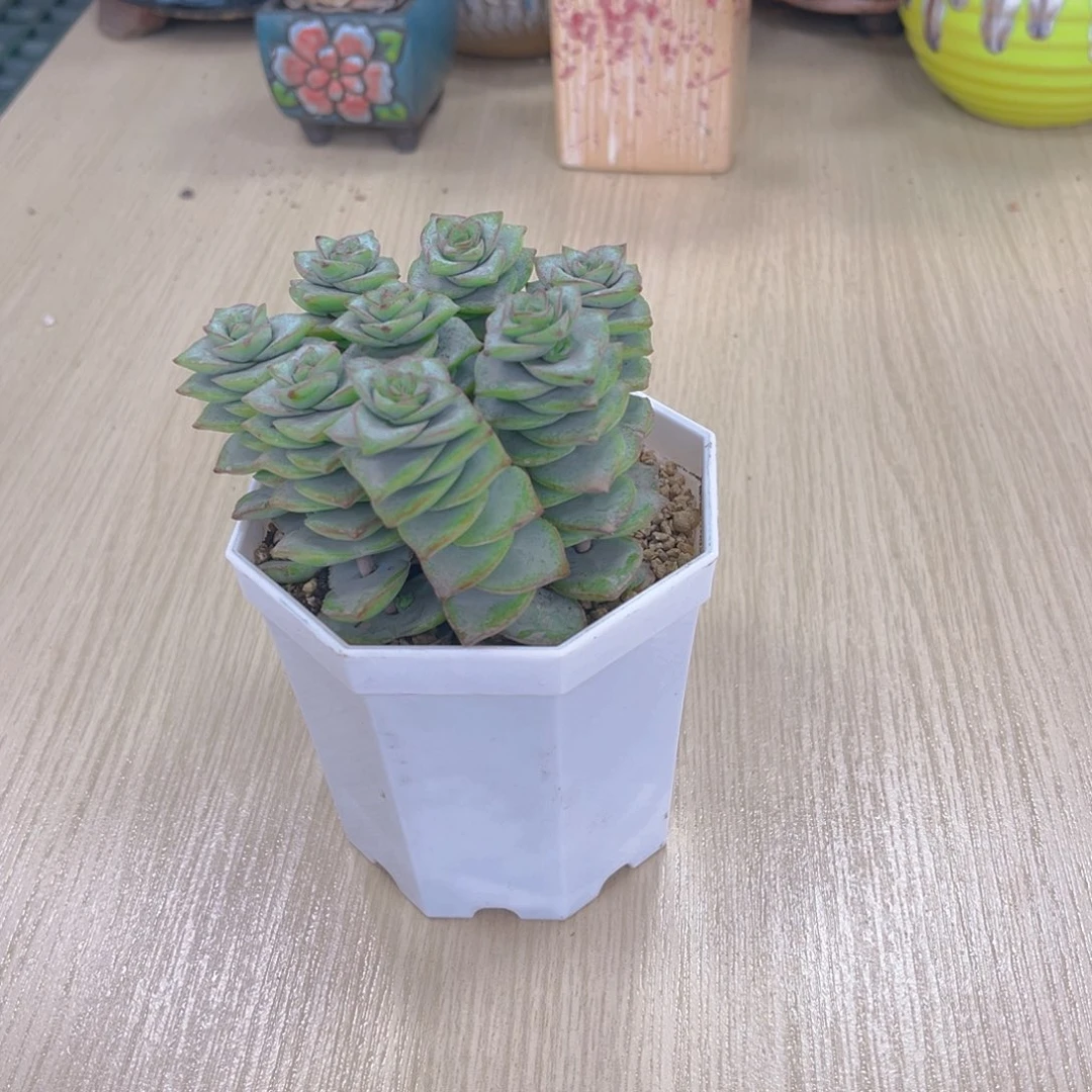 钱串八颗送八角盆土