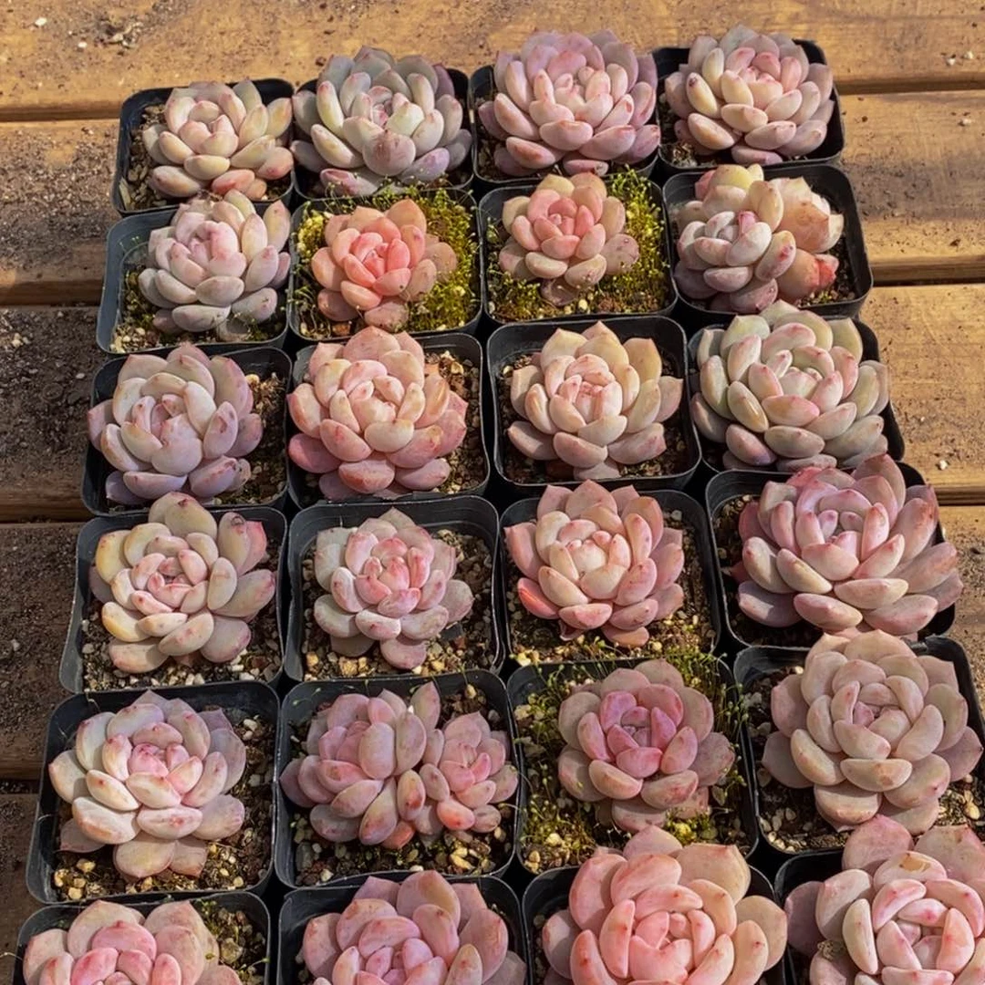 774的人生态度是一