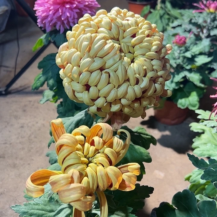 完全开放东海锦秋