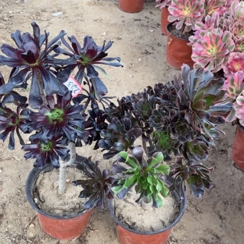 两颗法师一物一拍