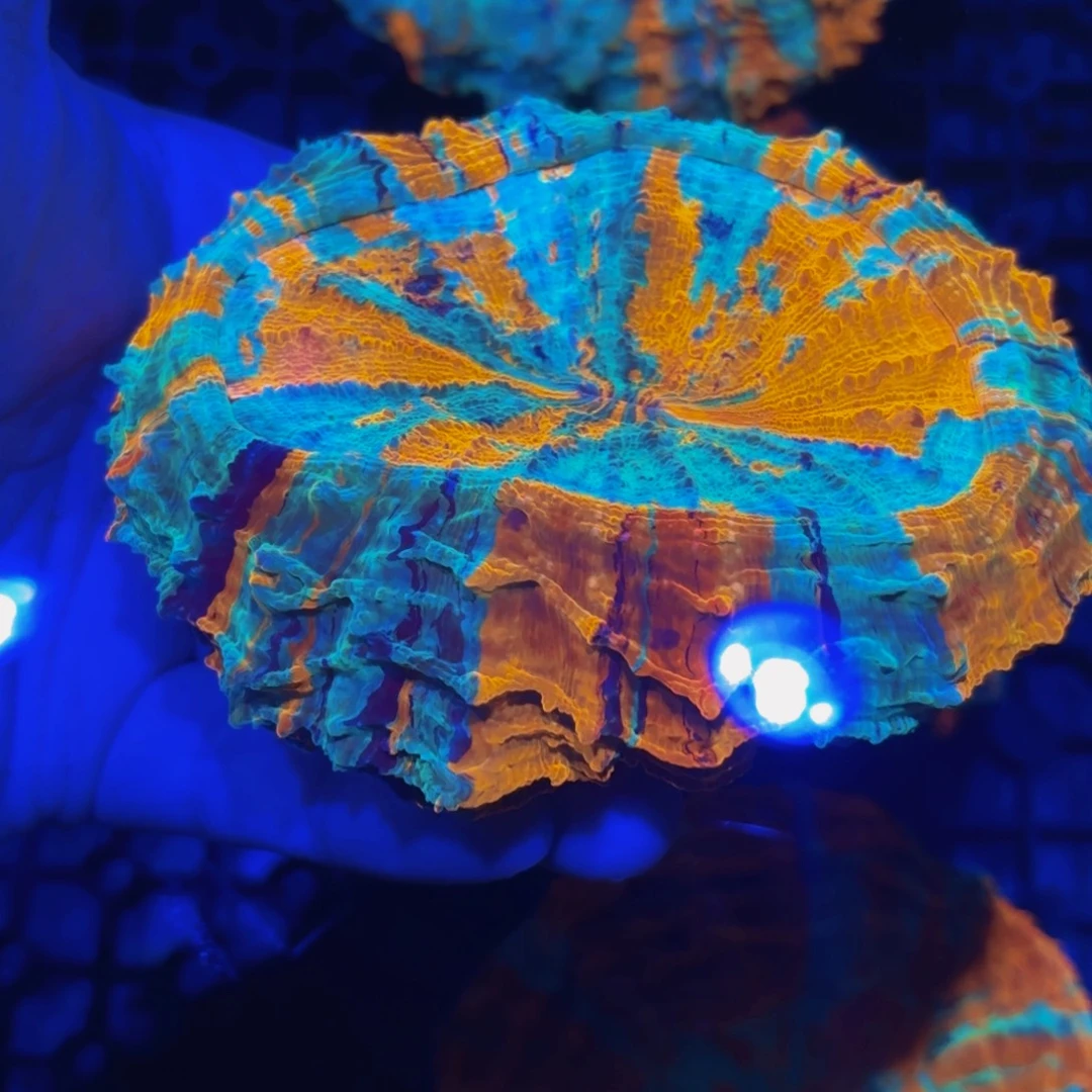 皮革珊瑚彩虹富士