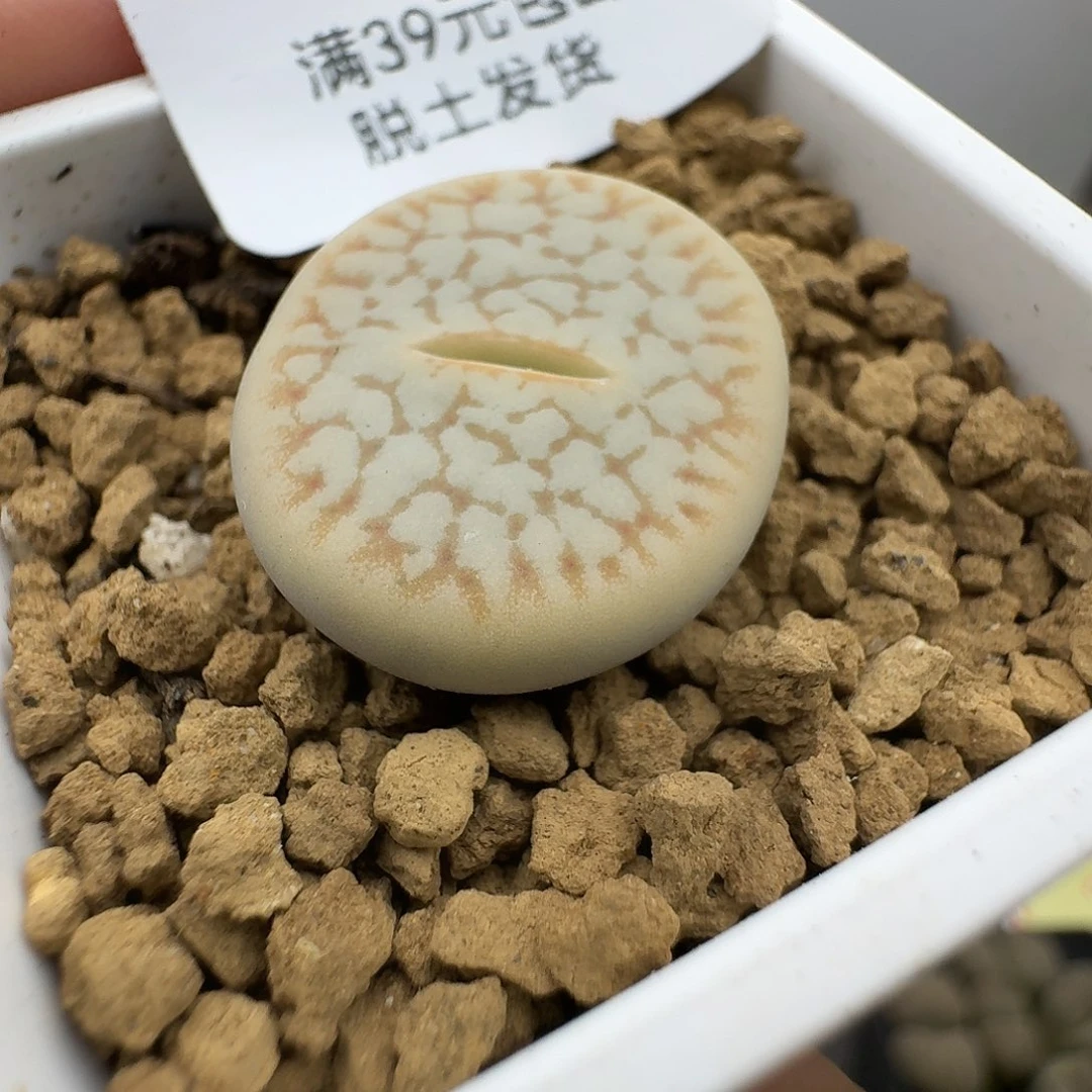 565多肉哈哈哈哈哈哈哈
