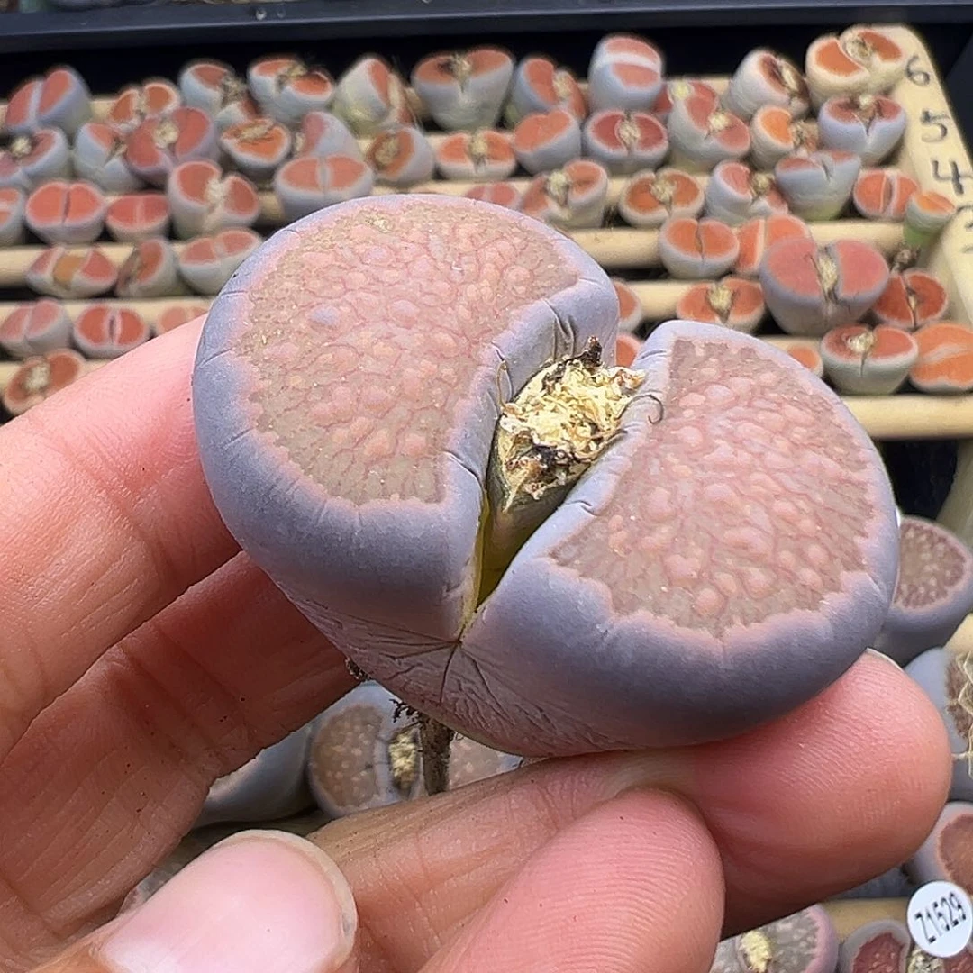 1536生石花巨无霸蓝体福利炸