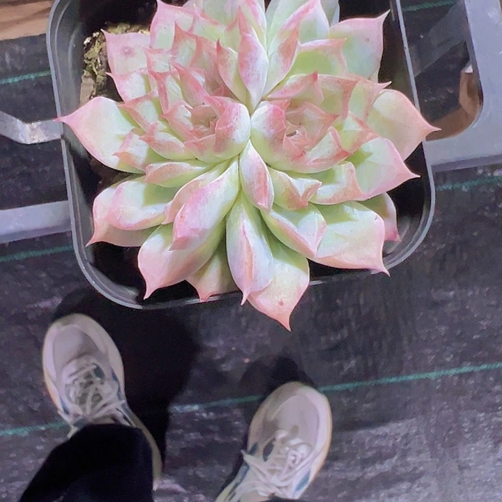 隔***?桃熏女王精品多肉植物