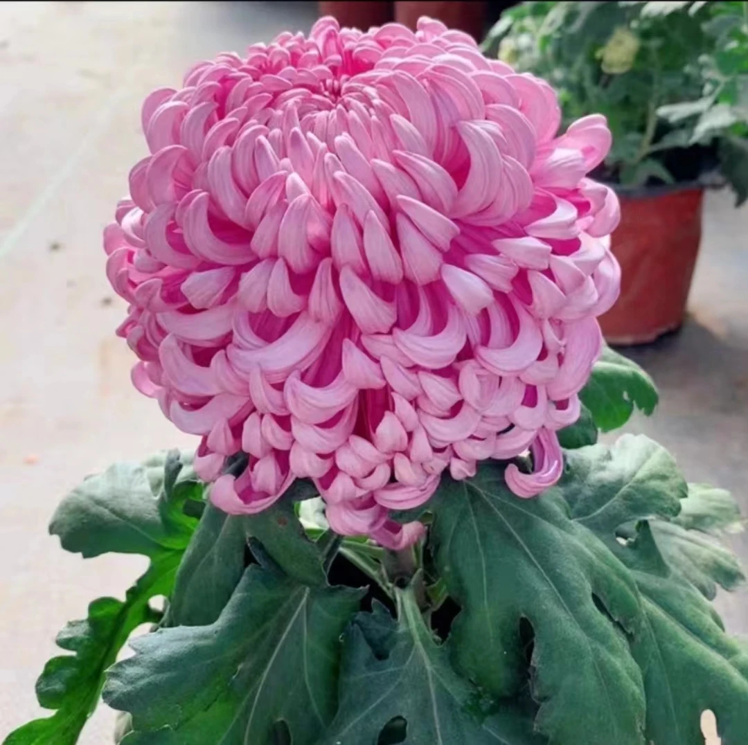 菊花苗【国华兼六香】对版发货大菊多年生盆栽地载室外花卉绿植