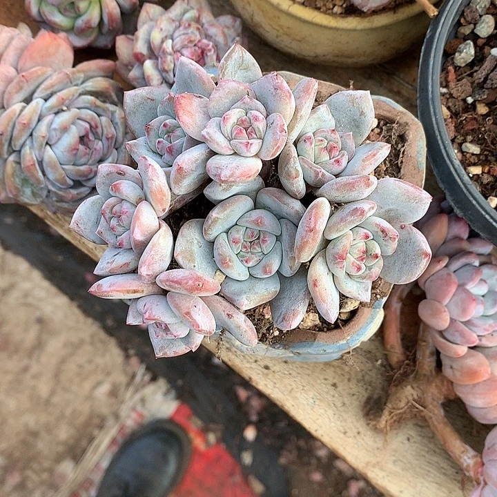 小椰子哈哈哈哈哈