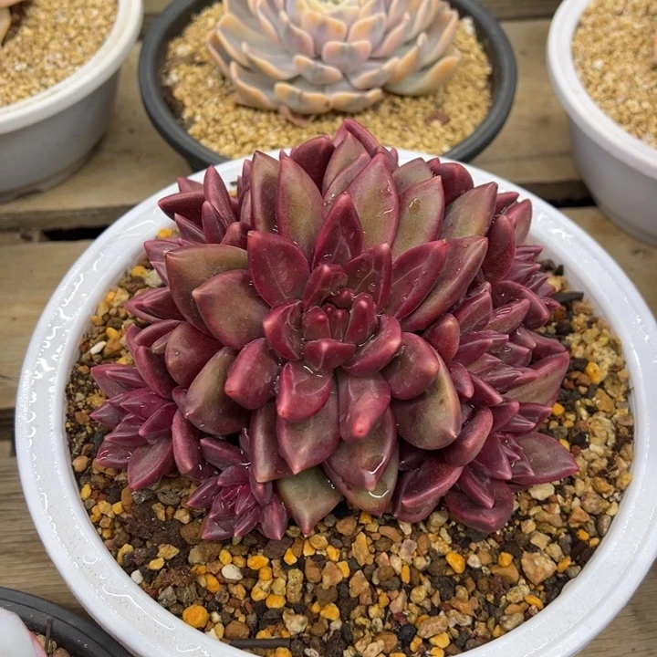 迷雾泡泡 夏鸣园艺