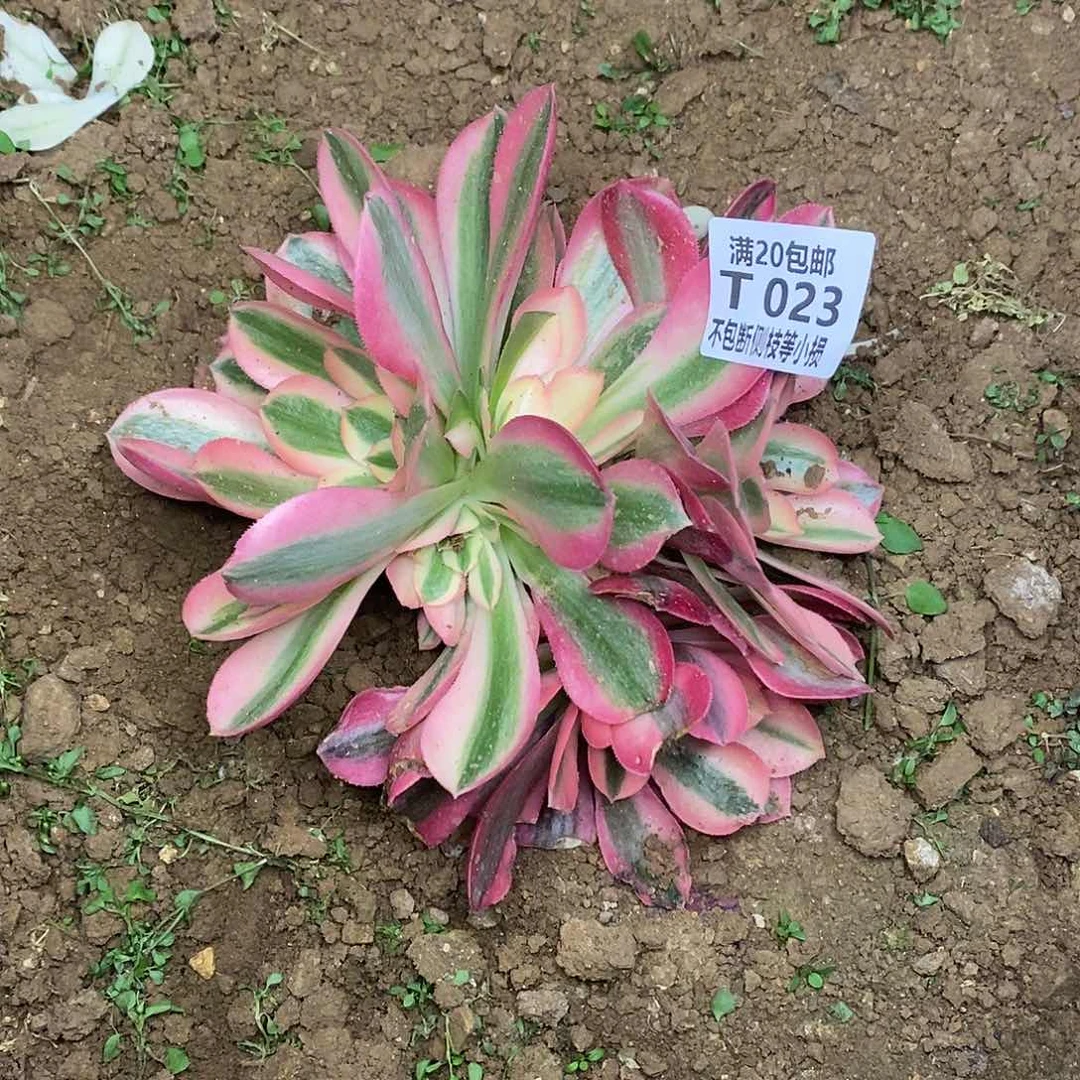 023女巫多肉法师锦