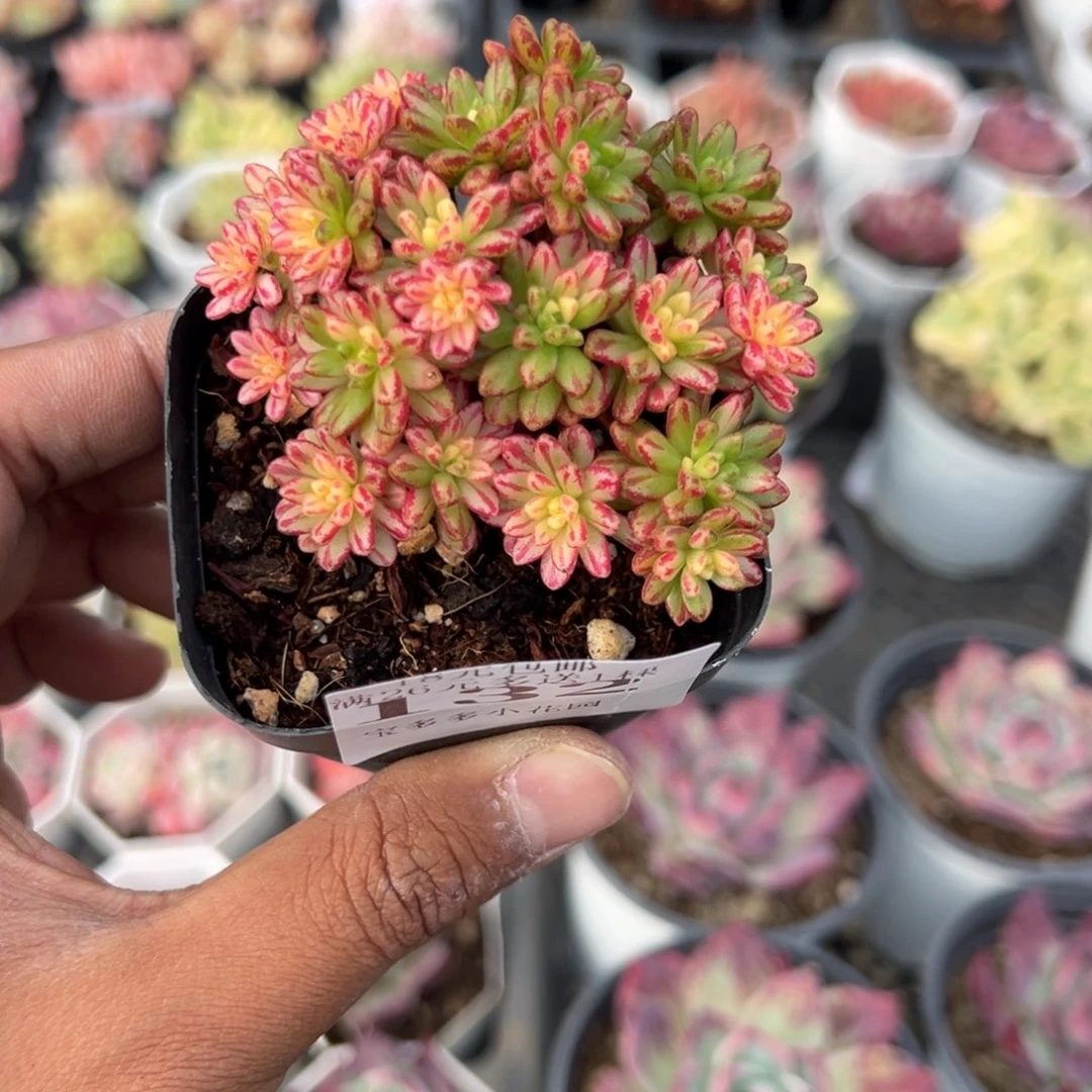 132号小人祭锦一物一拍满18包邮