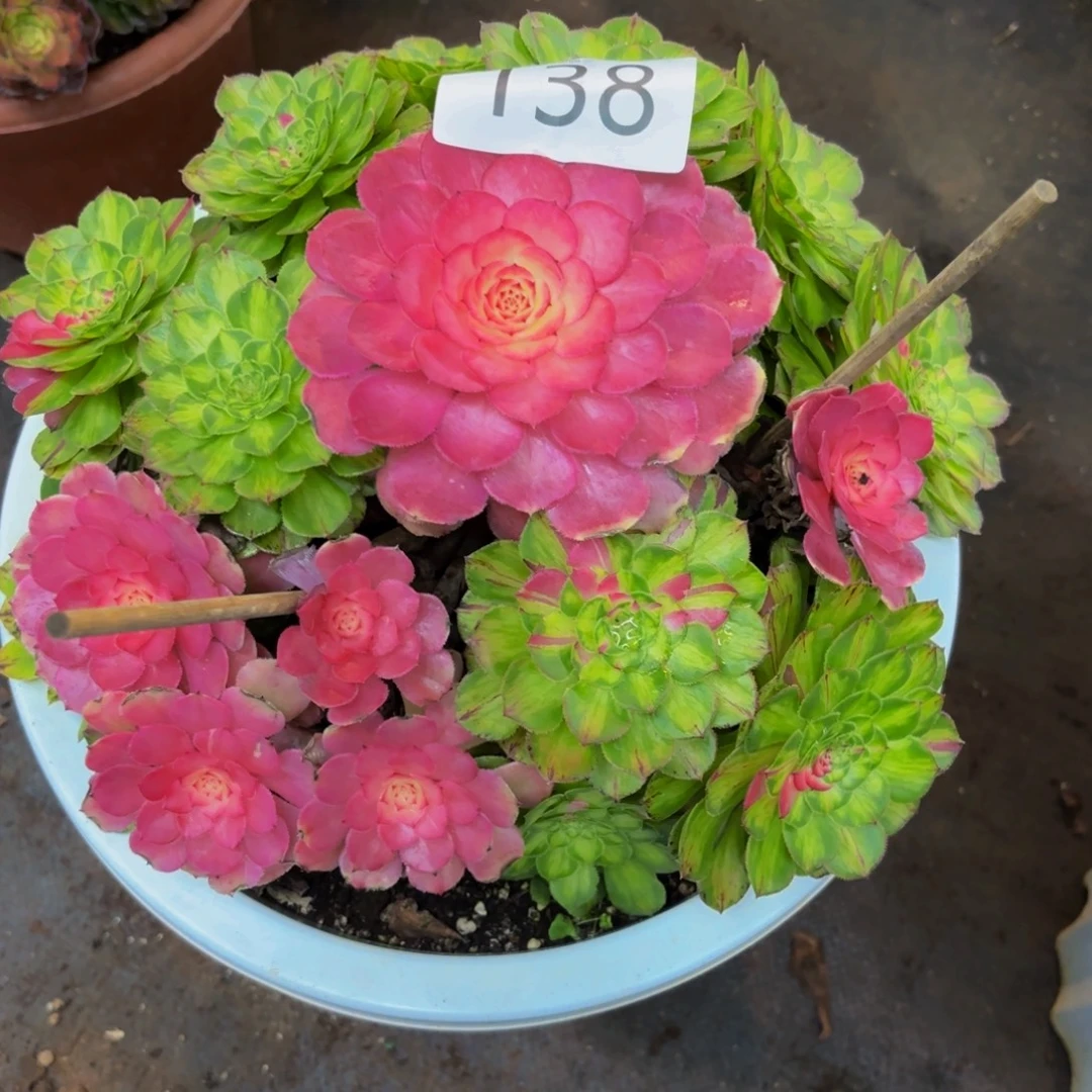 旺***仔138多肉植物知否特价