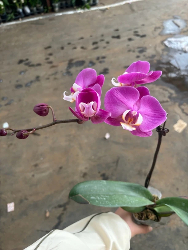 蝴蝶兰———(紫罗兰)开花发货