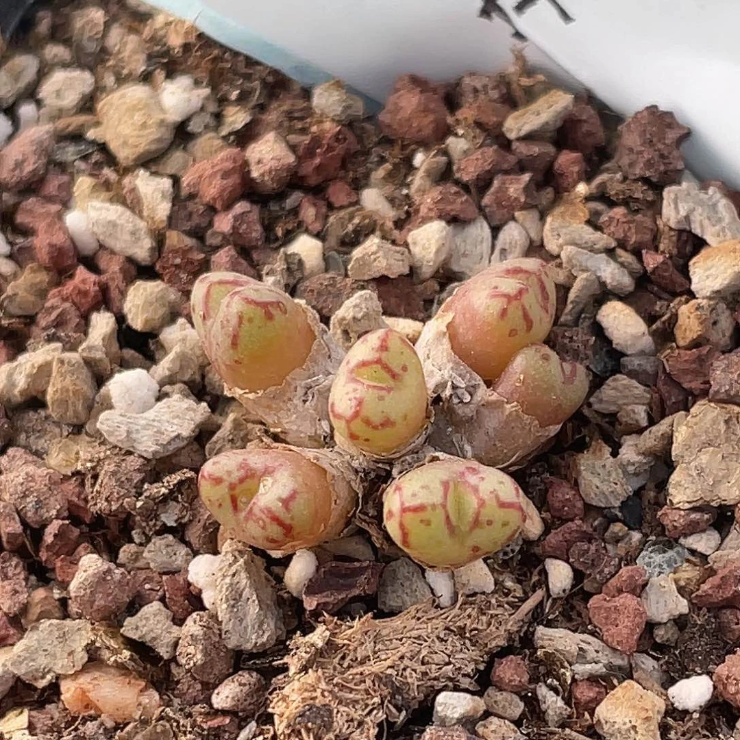 30-103小t多肉植物