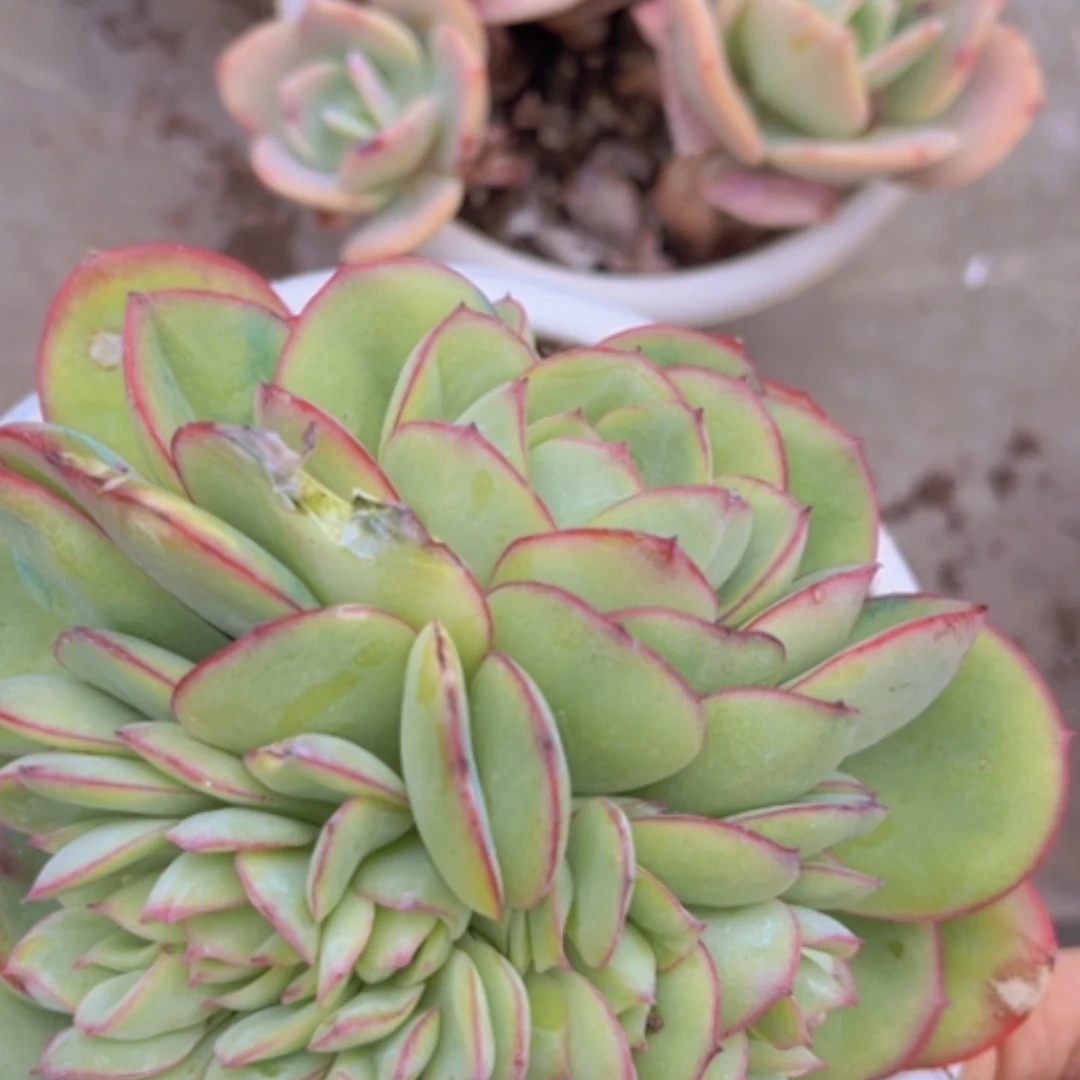 【闪购商品】牡丹亭缀1492