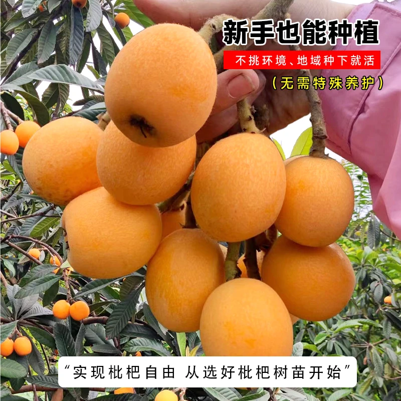 枇杷树苗枇杷苗嫁接盆栽果树苗大果大树矮化南北方种植四季水果苗