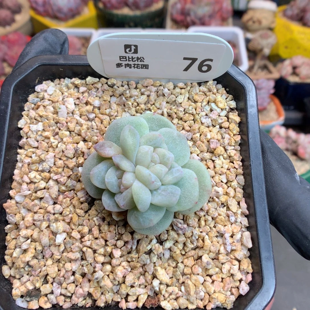 依****豆76 冰玉石化多肉
