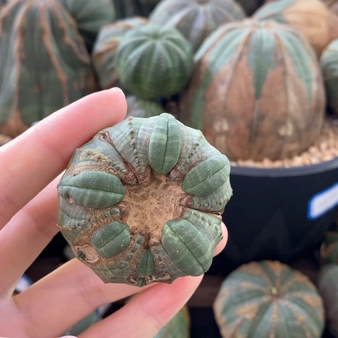 17布纹球精品一物一拍