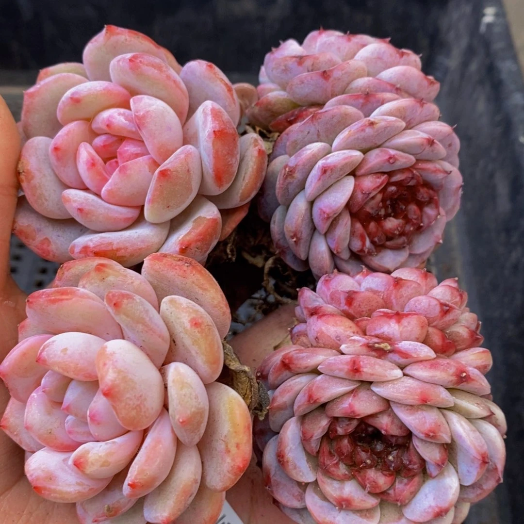 189多肉植物保护研究所所长