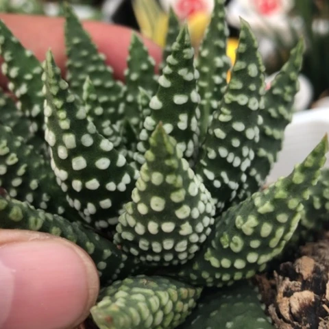大尤泪珠短叶硬叶