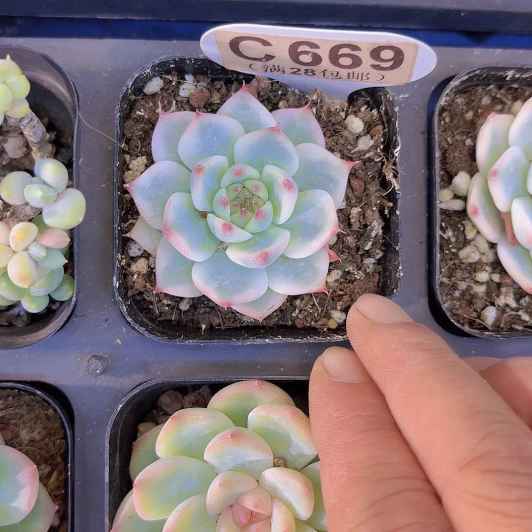 C669吉娃娃锦一物一拍