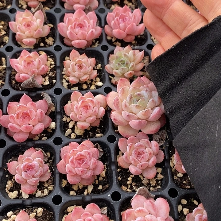 87 多肉植物盆栽花卉