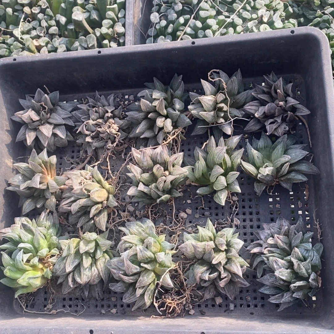 1117 一颗大西瓜寿群 双11福利