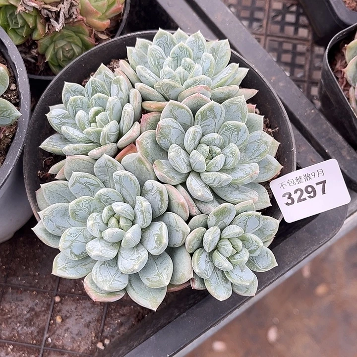 阿雅园艺。        3297百达翡翠