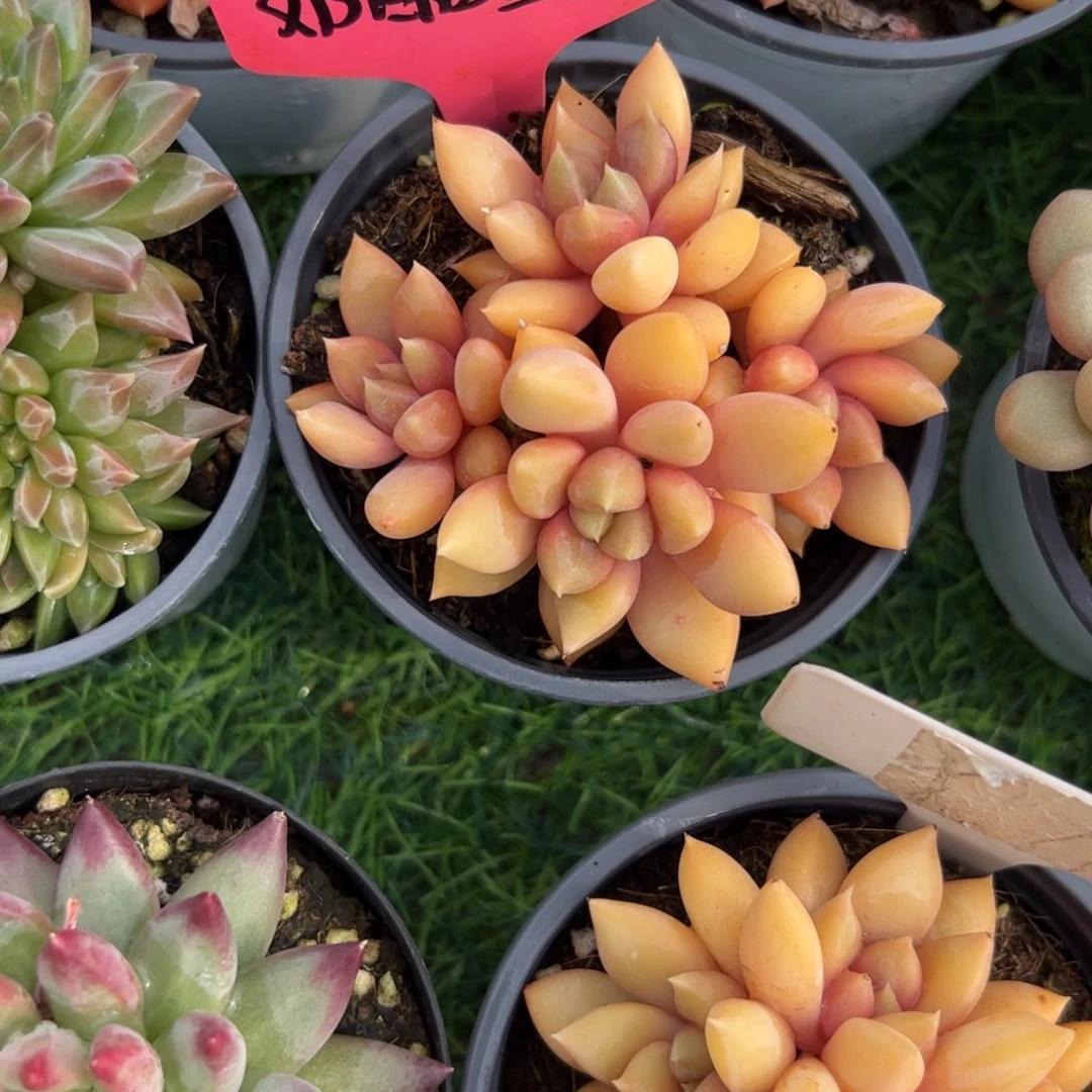 红象牙多肉植物保护研究所