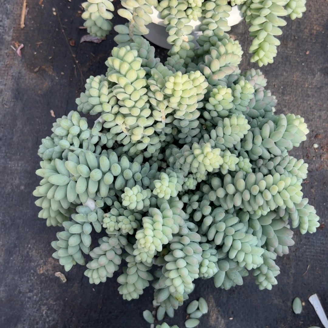 多肉彩虹玉坠【非偏远满18包邮】