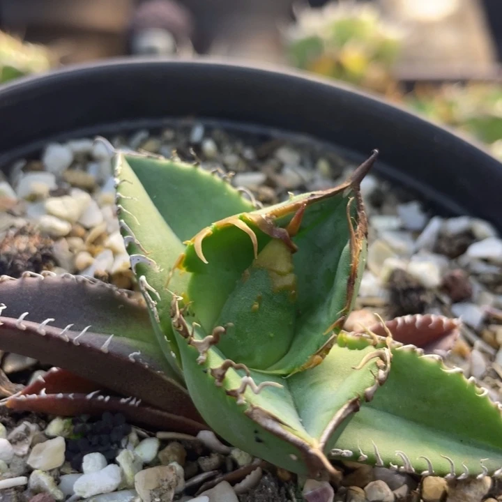 【闪购商品】追星。    