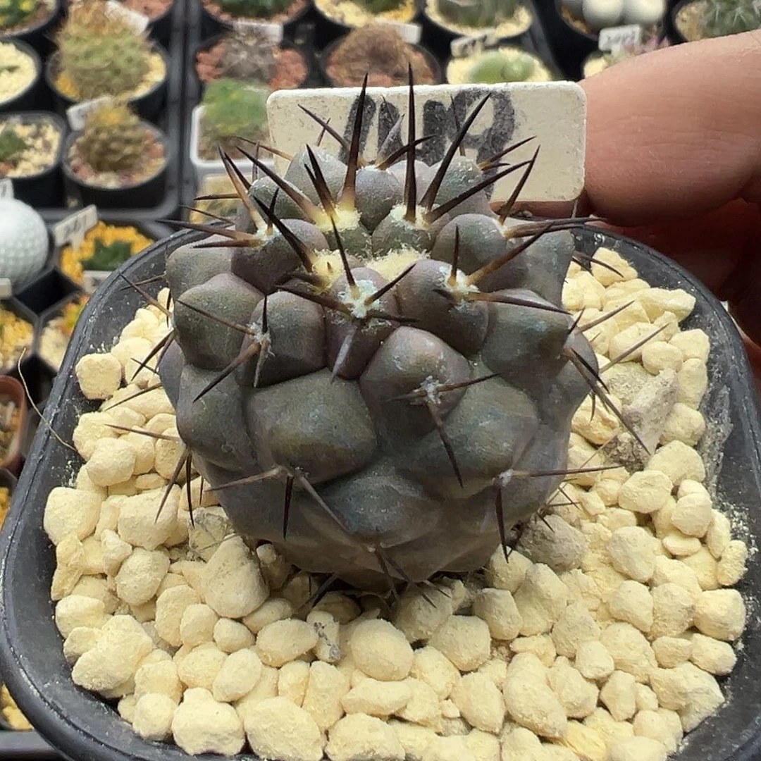 419粽刺黑王实生仙人球