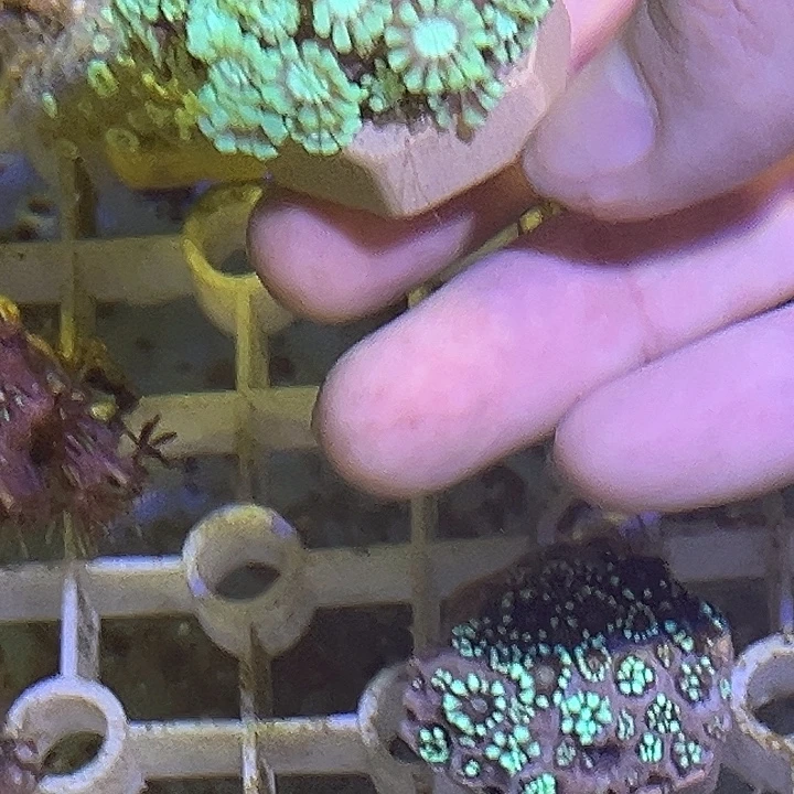 7***1纽扣珊瑚茉莉111111111