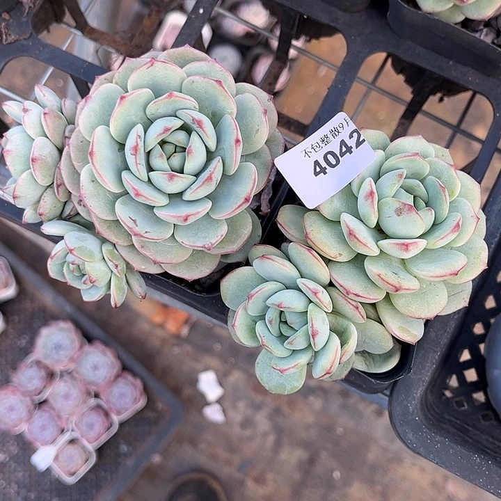 阿雅园艺。         4042香草