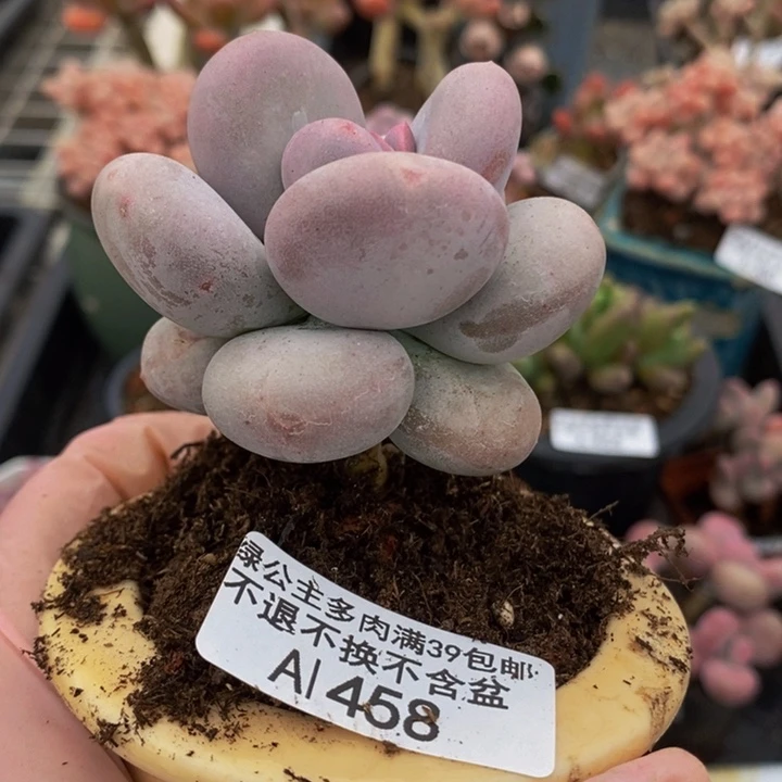 大叶奶单头458多肉植物