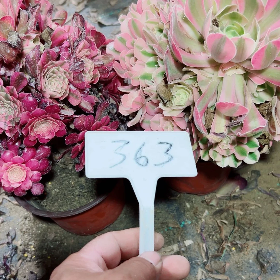 羽***多肉植物组合2个不同