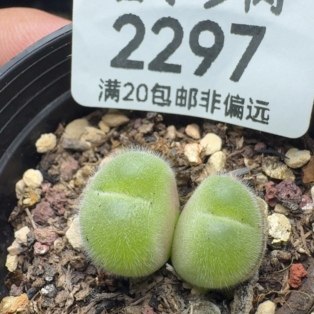 长毛带盆土。
