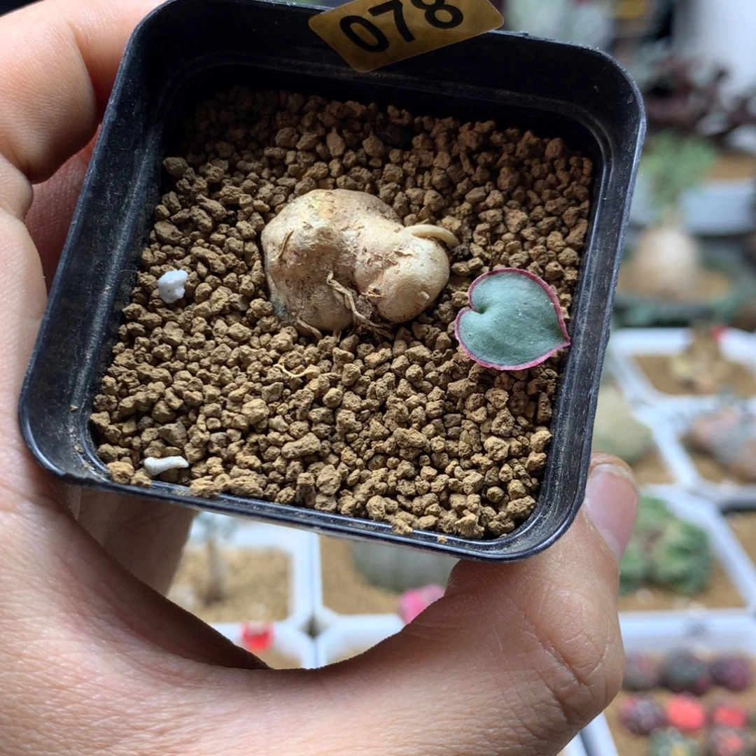 红爱心雾冰玉带盆078