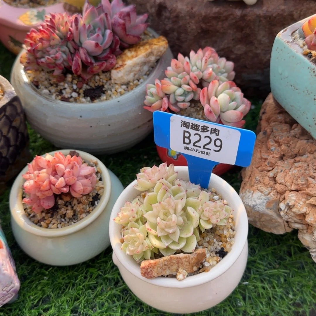多肉植物脉感系列