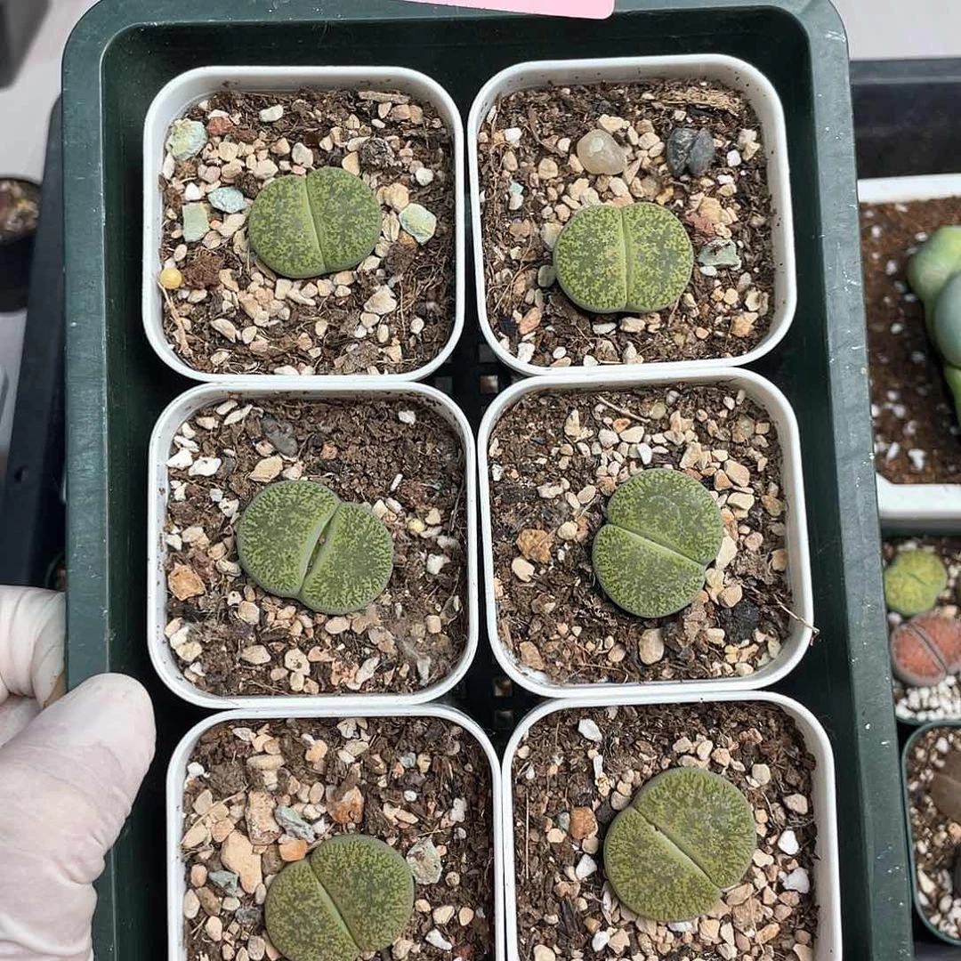 024【量拍链接】一盆