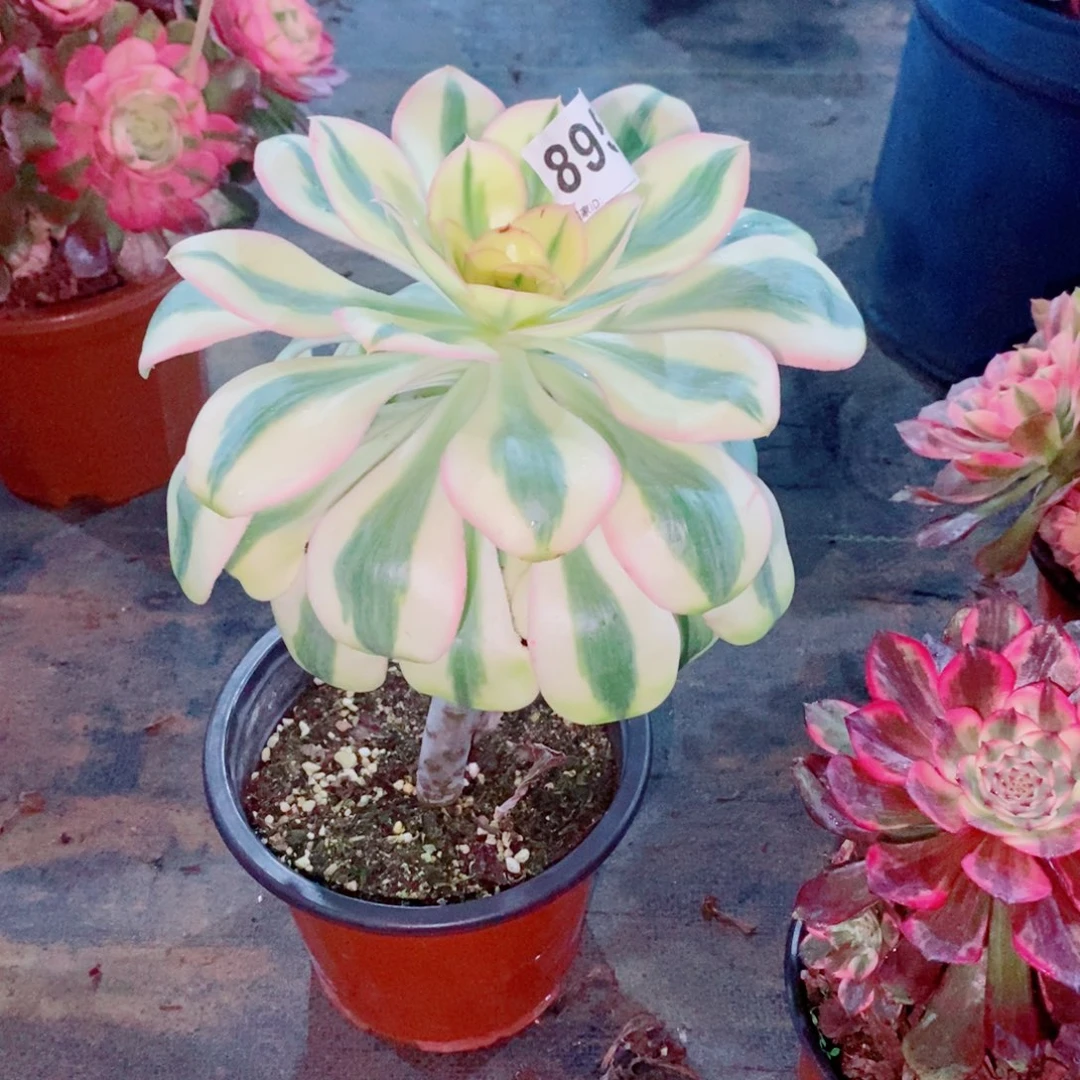 用****5燕姿锦895多肉1111