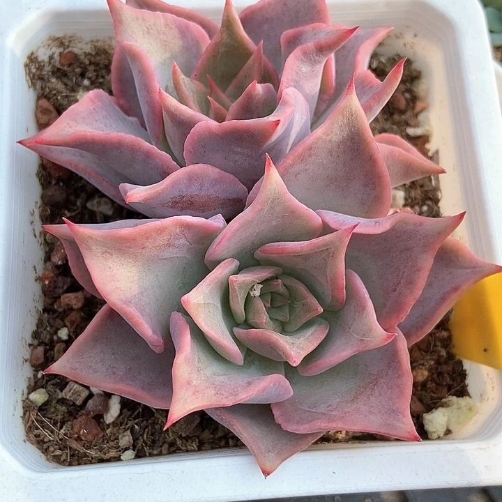 多肉植物饺子皮6090