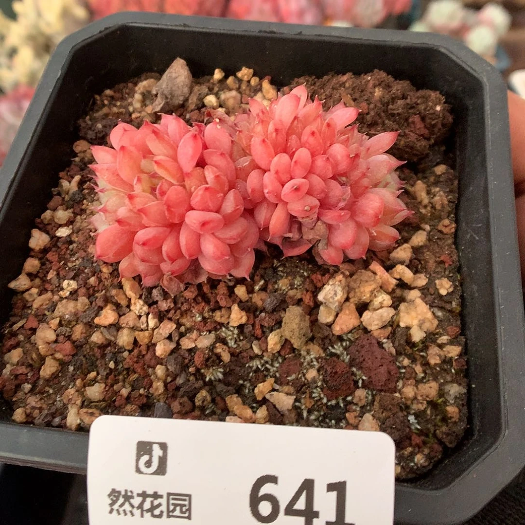 641白胖綴多肉植物6666