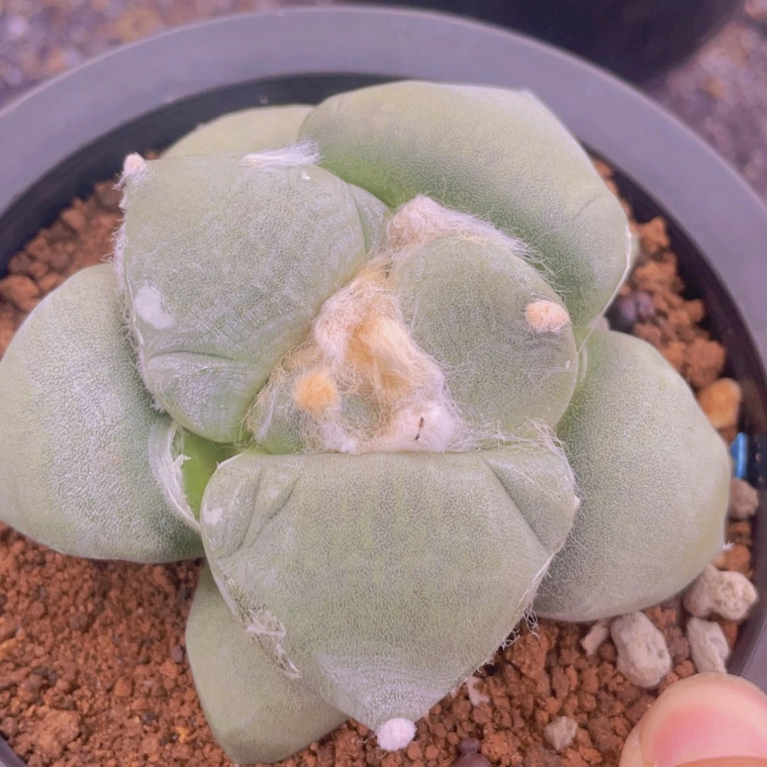 实生丸叶青瓷牡丹