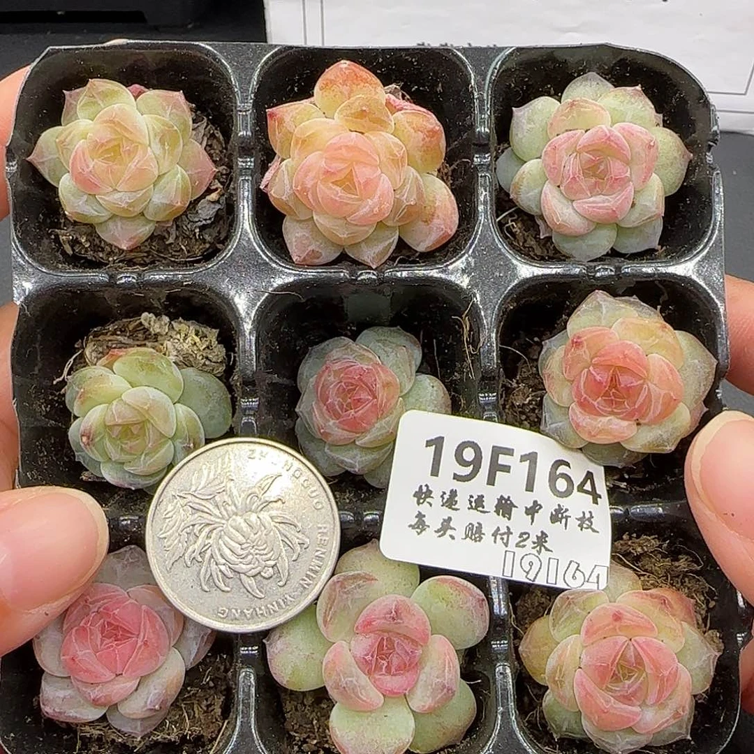 164九棵糖心指甲盖大小很小介意勿拍